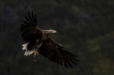 Ørnenes rige — 24