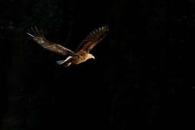 Ørnenes rige — 26