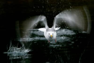 Ørnenes rige — 10