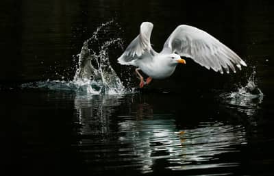 Ørnenes rige — 18