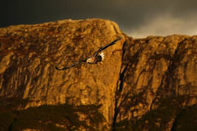 Ørnenes rige — 15