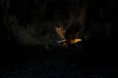 Ørnenes rige — 13