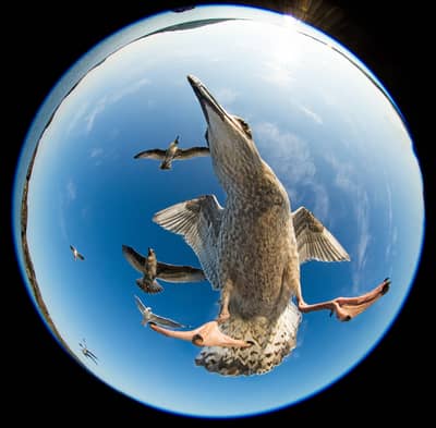 Ørnenes rige — 25