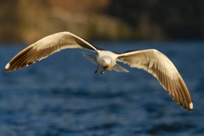 Ørnenes rige — 23