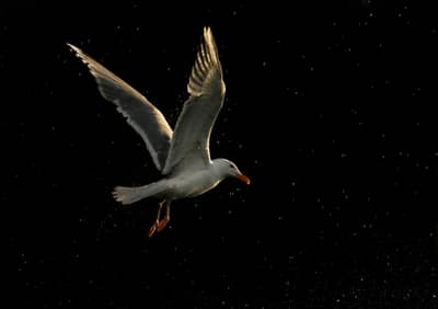 Ørnenes rige — 14