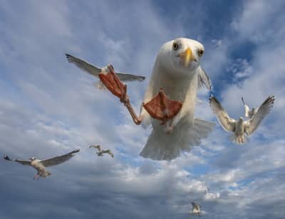 Ørnenes rige — 12