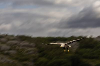 Ørnenes rige — 16