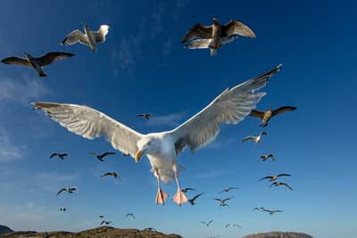 Ørnenes rige — 27