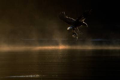 Ørnenes rige efterårsfarver — 2