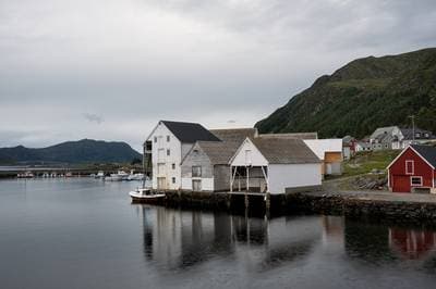 Søpapegøjer på Runde — 22