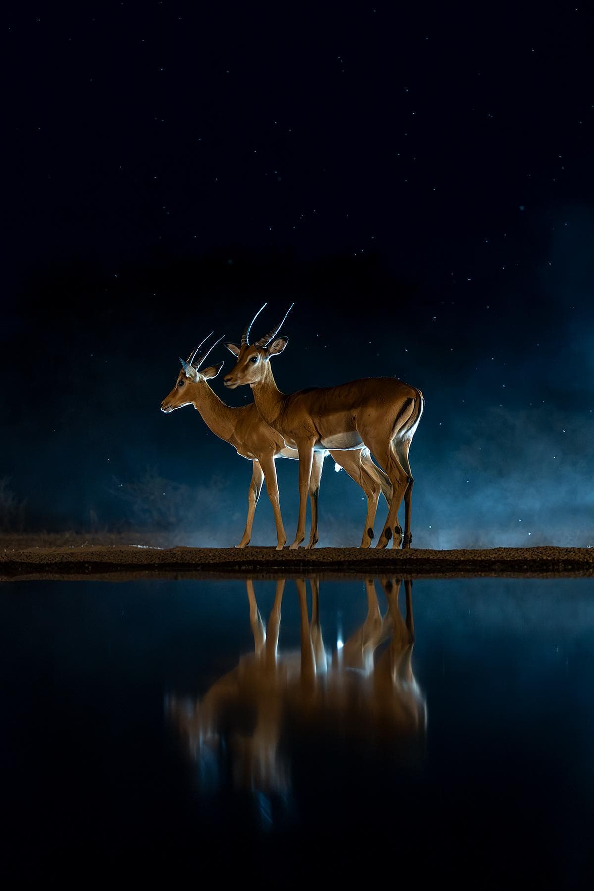 Skjulsfotografering i Shompole Wilderness — 4