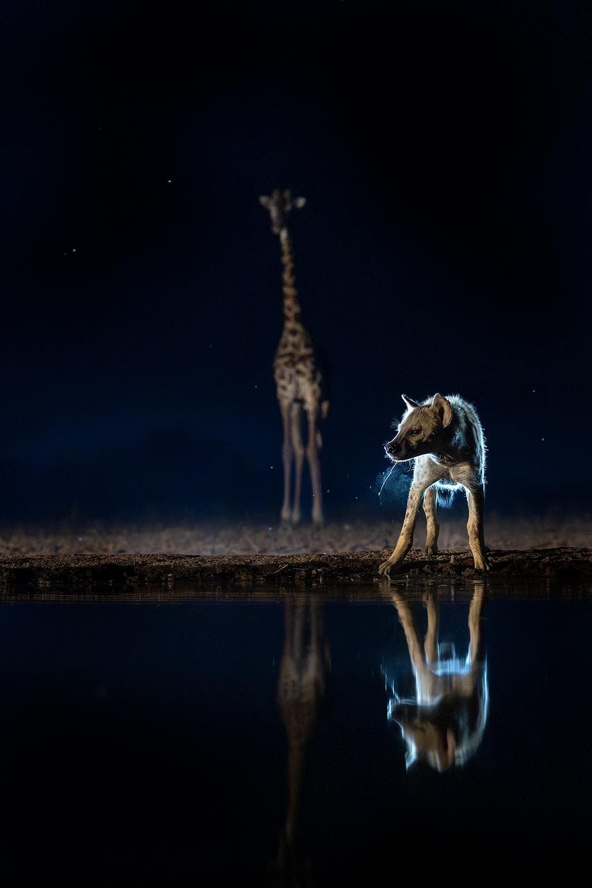 Skjulsfotografering i Shompole Wilderness — 5