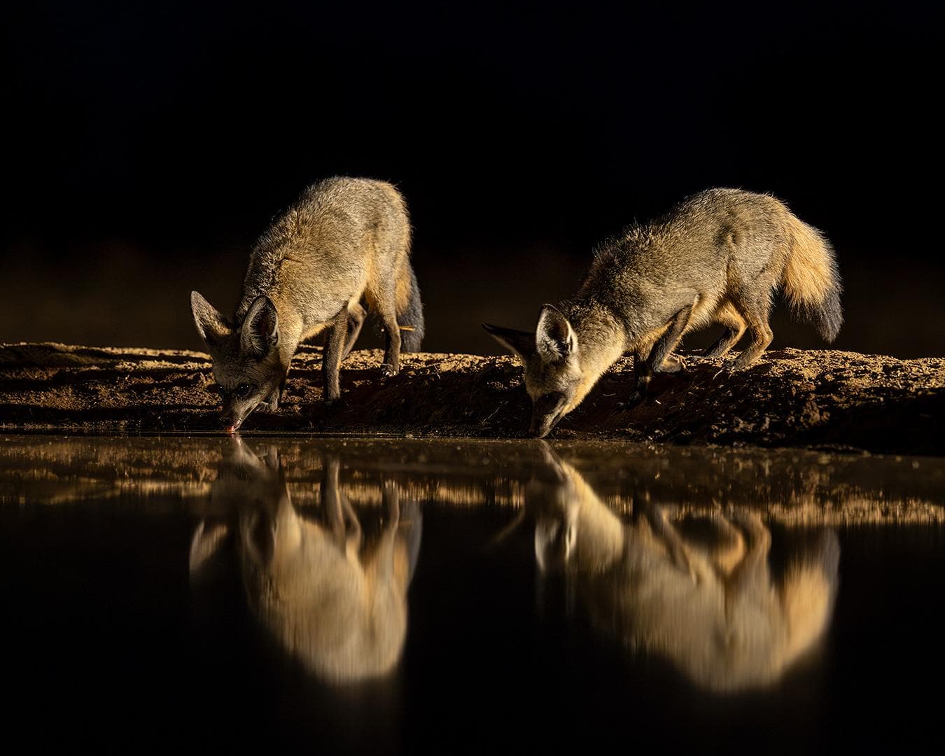 Skjulsfotografering i Shompole Wilderness — 7