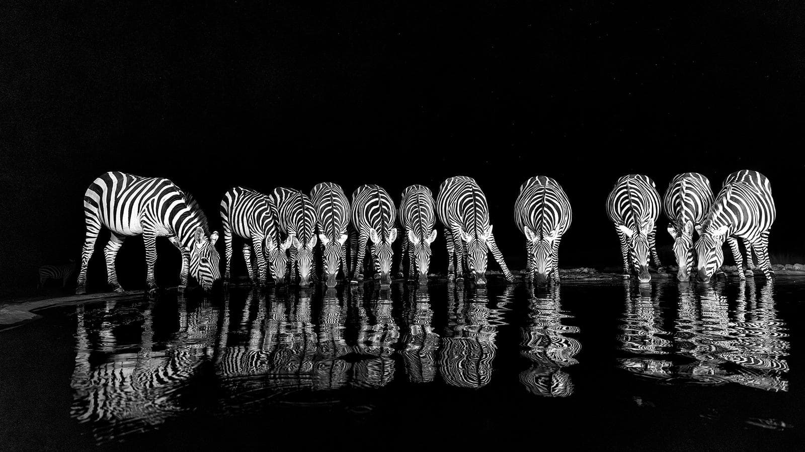 Skjulsfotografering i Shompole Wilderness — 8