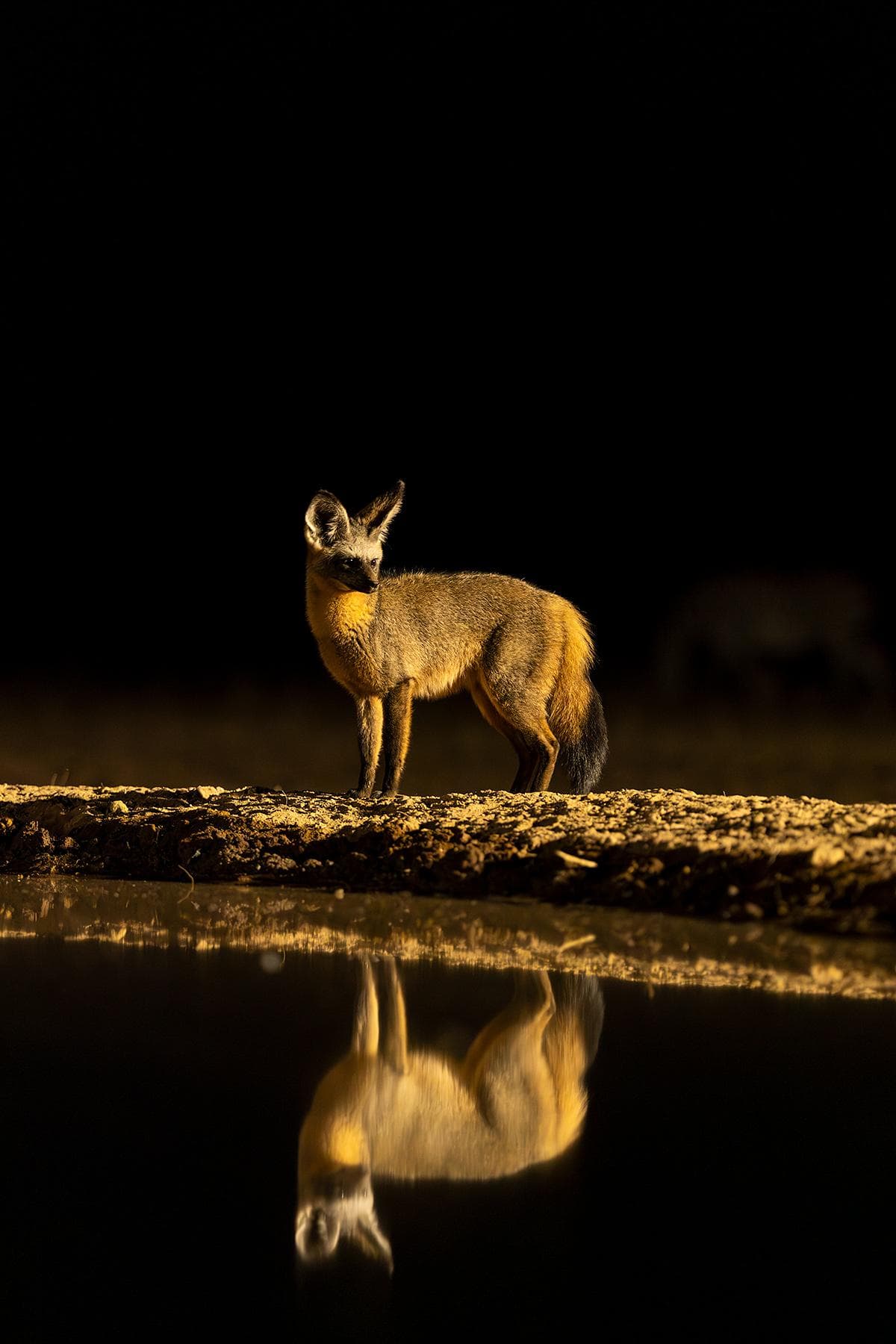Gömslefotografering i Shompole Wilderness — 18