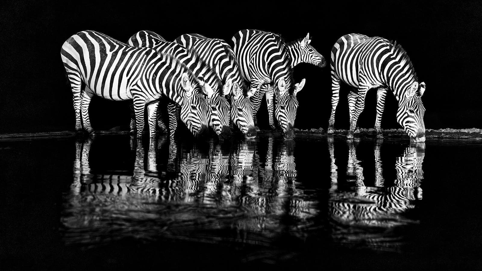 Skjulsfotografering i Shompole Wilderness — 10