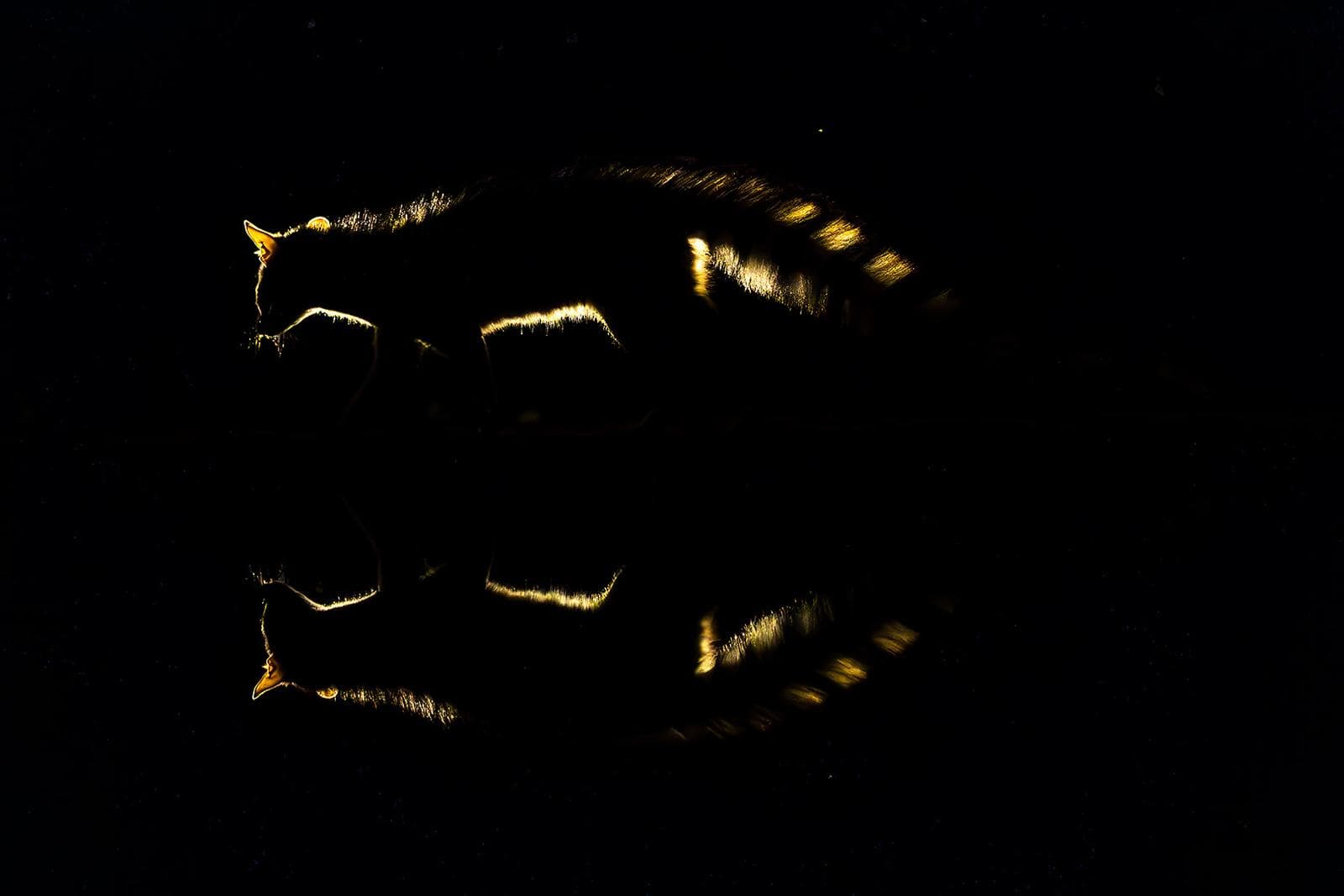 Gömslefotografering i Shompole Wilderness — 23