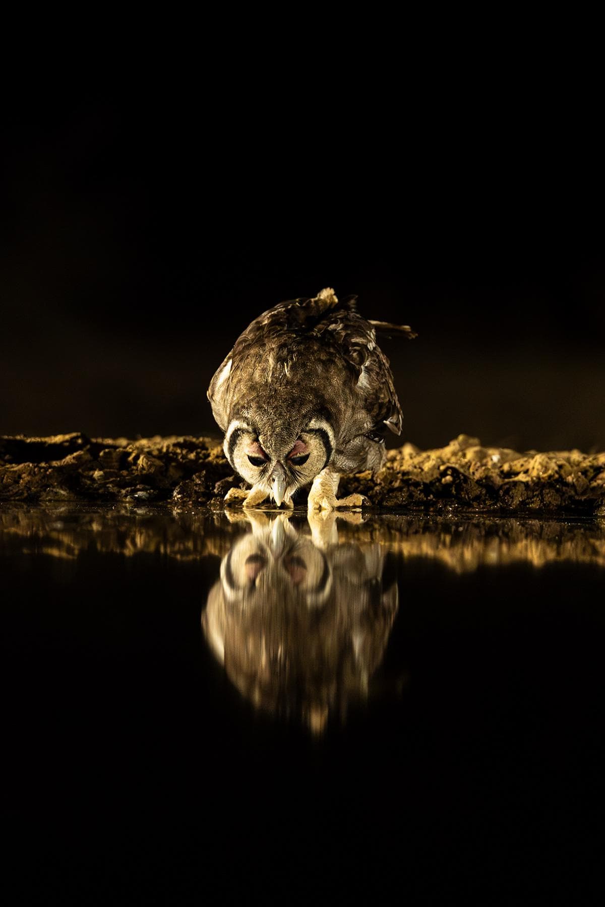 Skjulsfotografering i Shompole Wilderness — 11