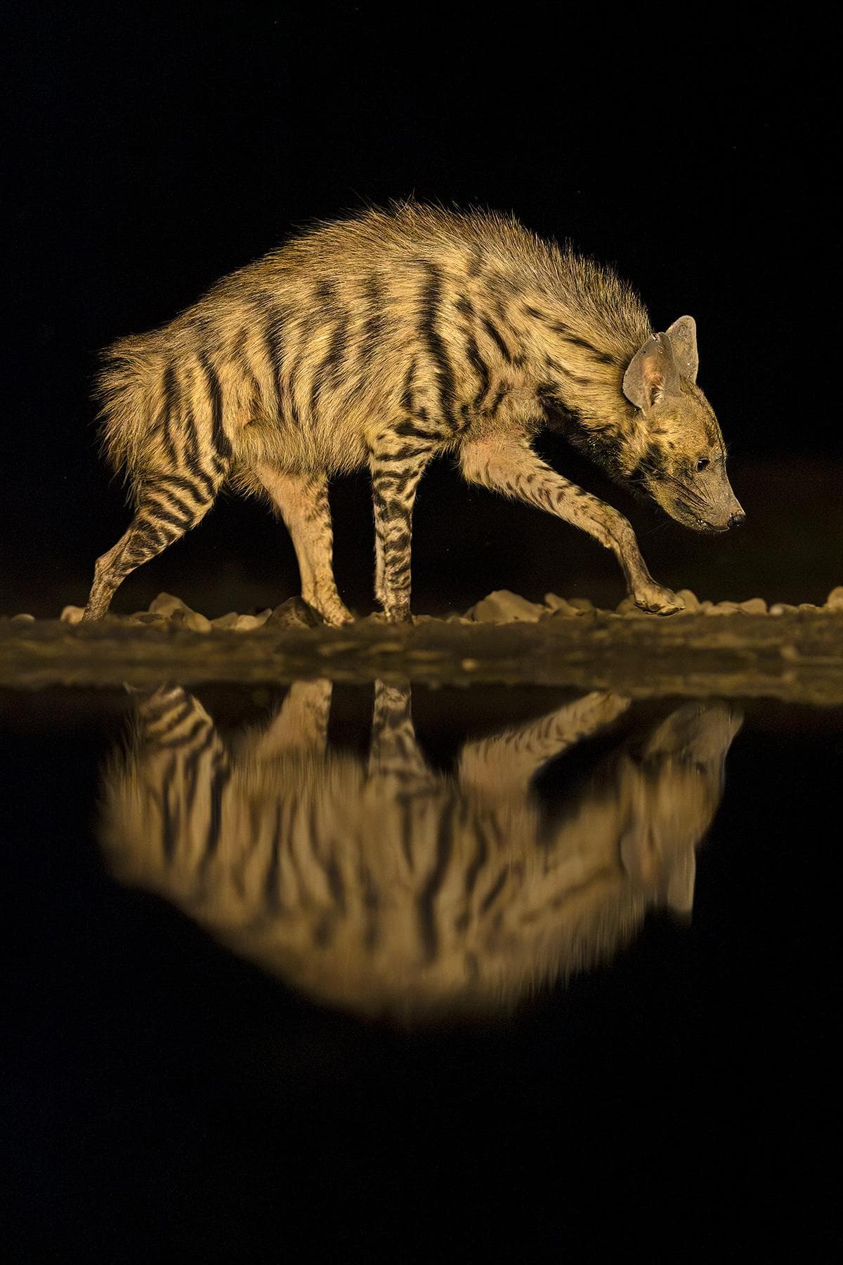 Skjulsfotografering i Shompole Wilderness — 12