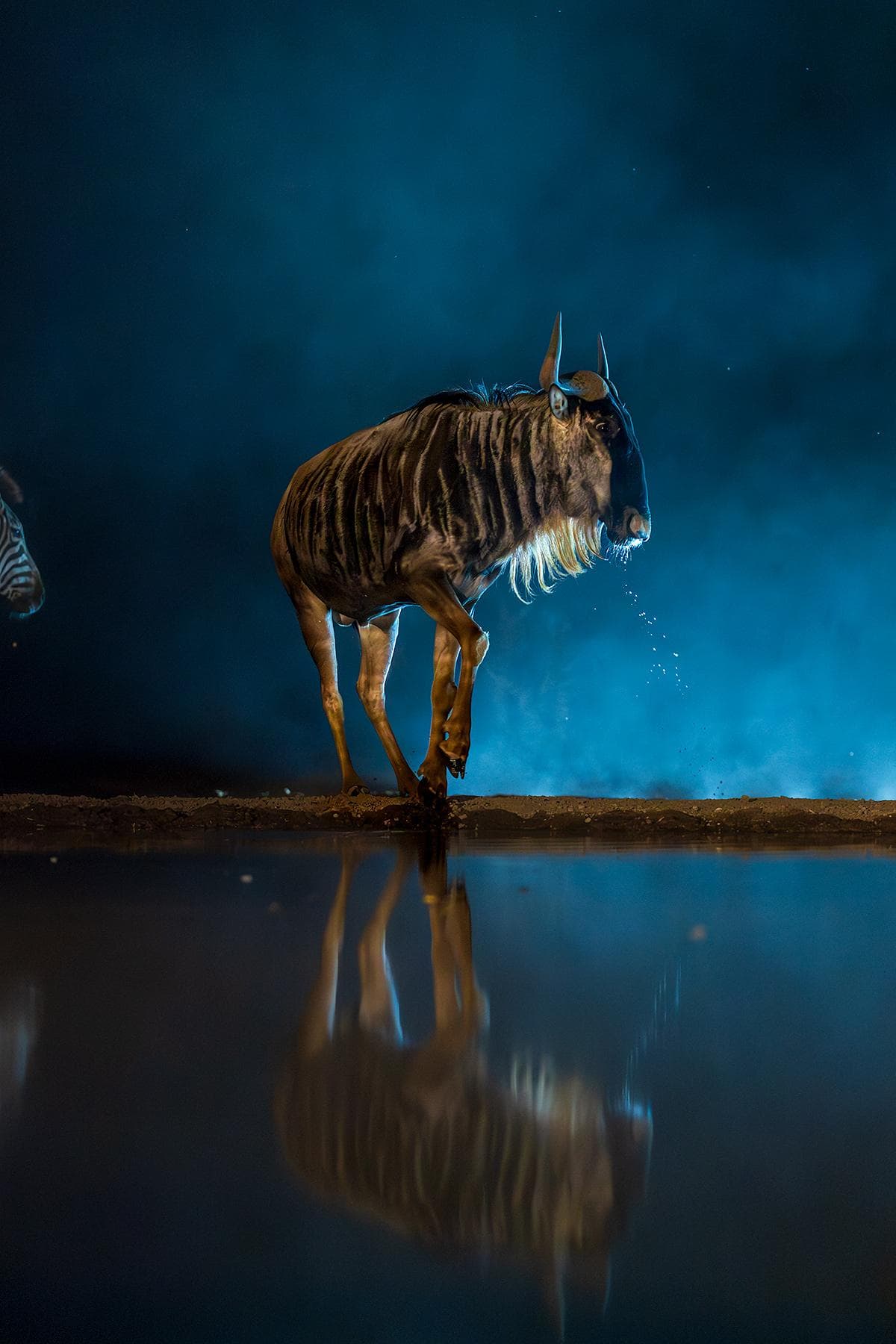 Skjulsfotografering i Shompole Wilderness — 15
