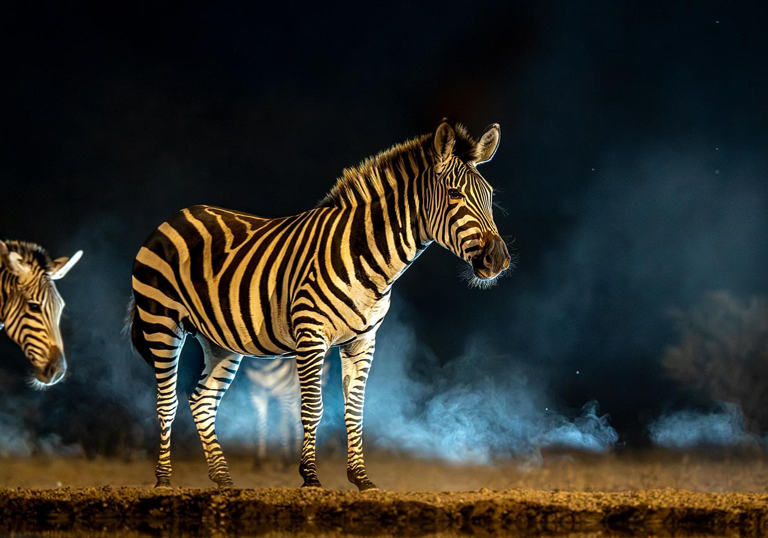 Skjulsfotografering i Shompole Wilderness — 14