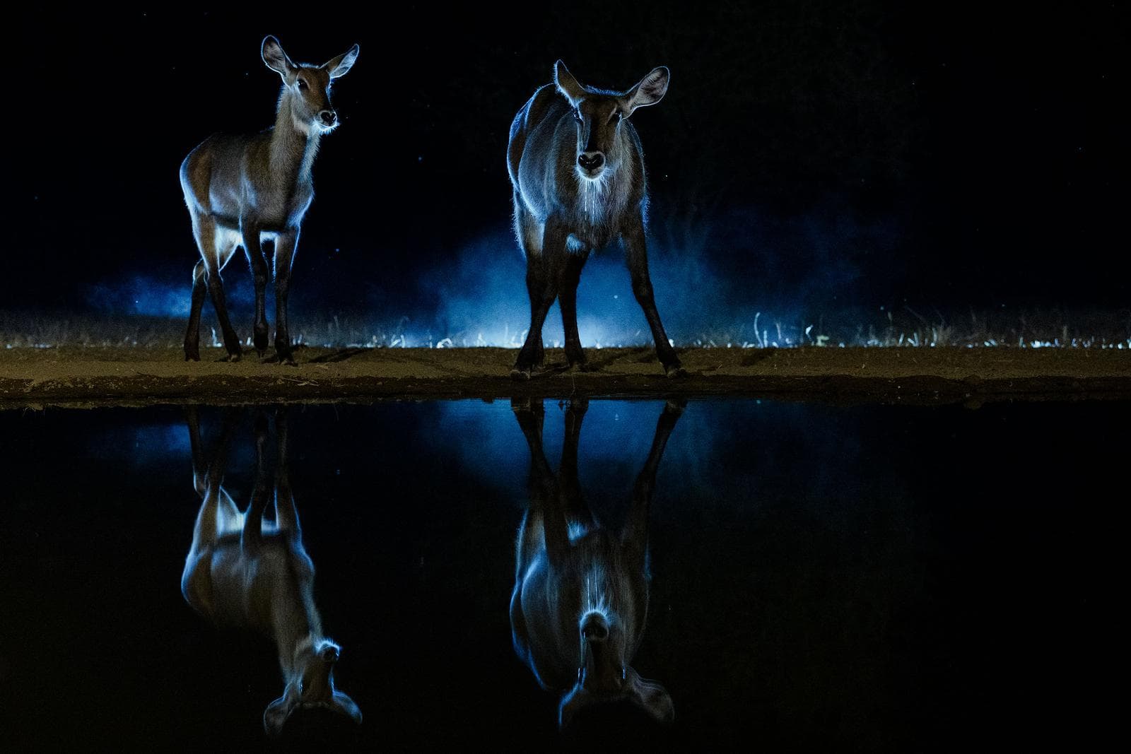 Skjulsfotografering i Shompole Wilderness — 21