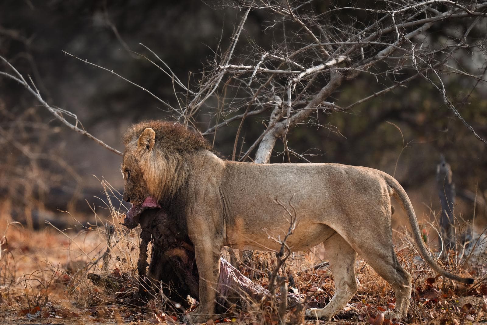 South Luangwa — 25