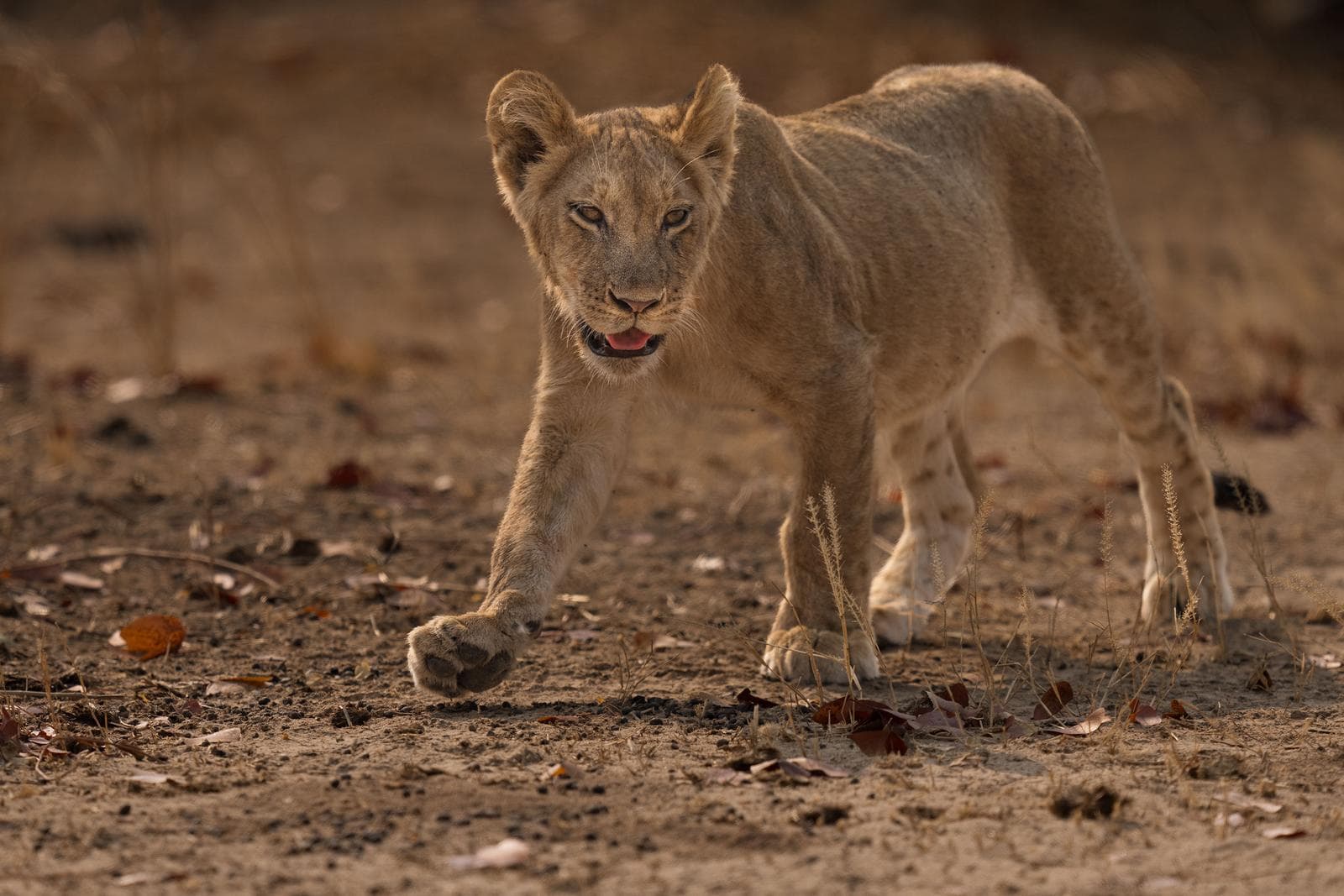 South Luangwa — 26