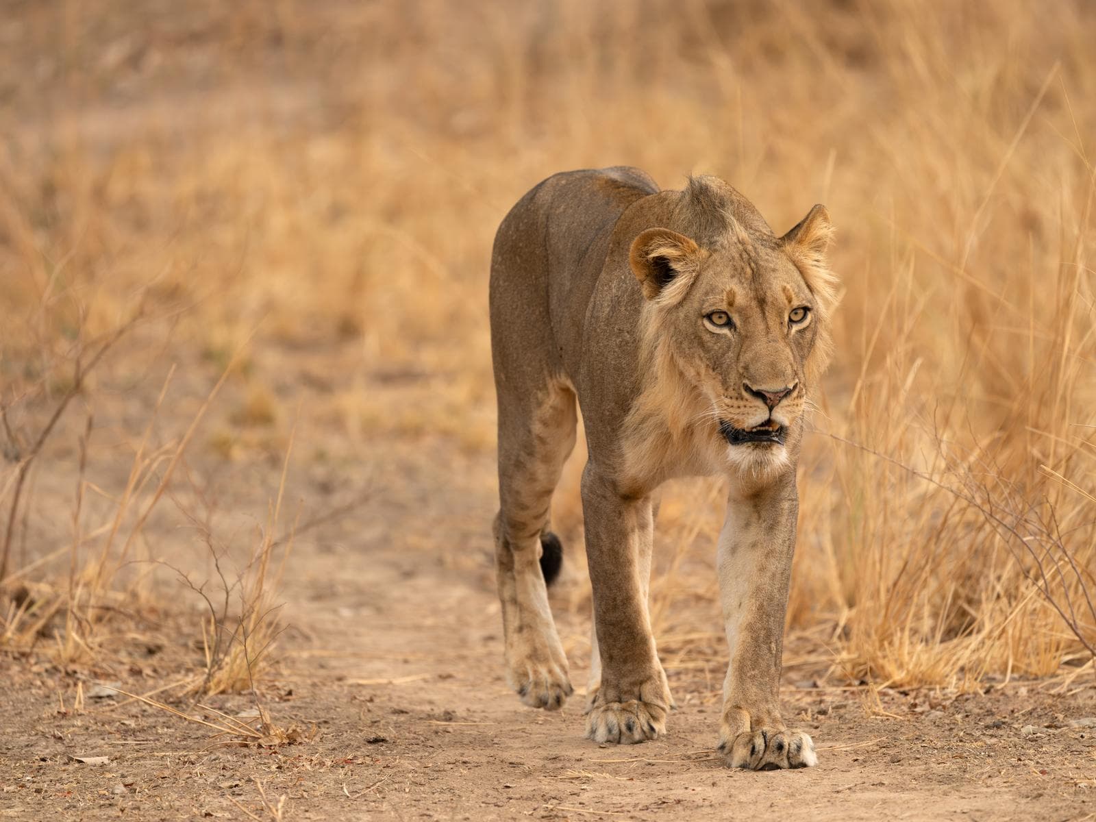 South Luangwa — 31