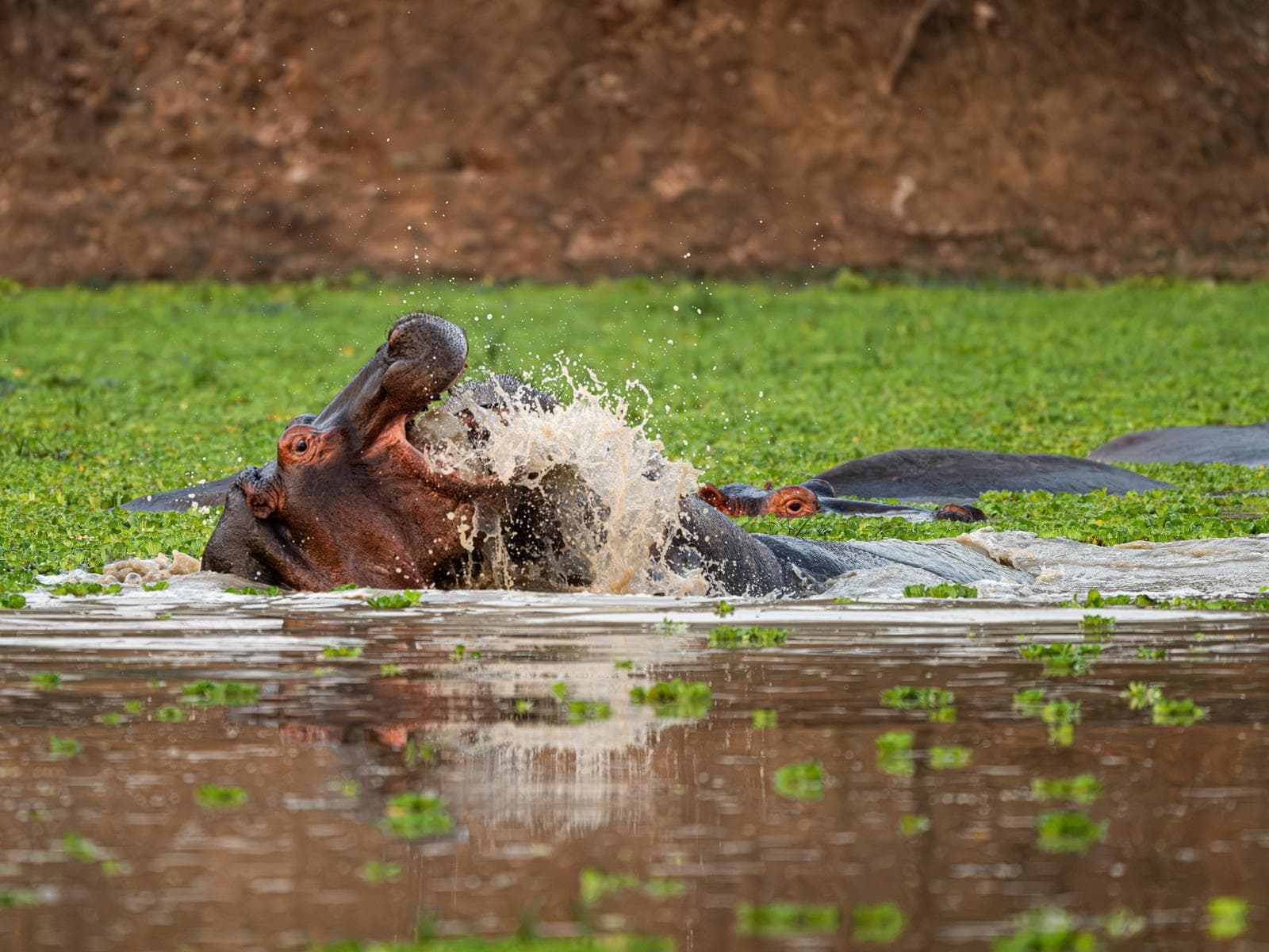 South Luangwa — 32