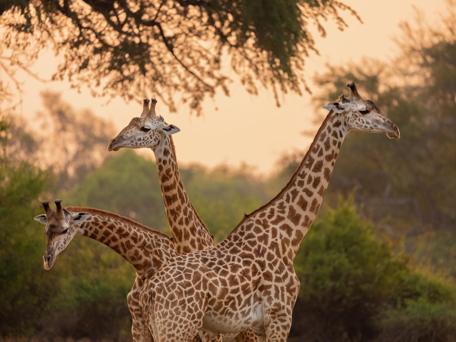 South Luangwa — 33