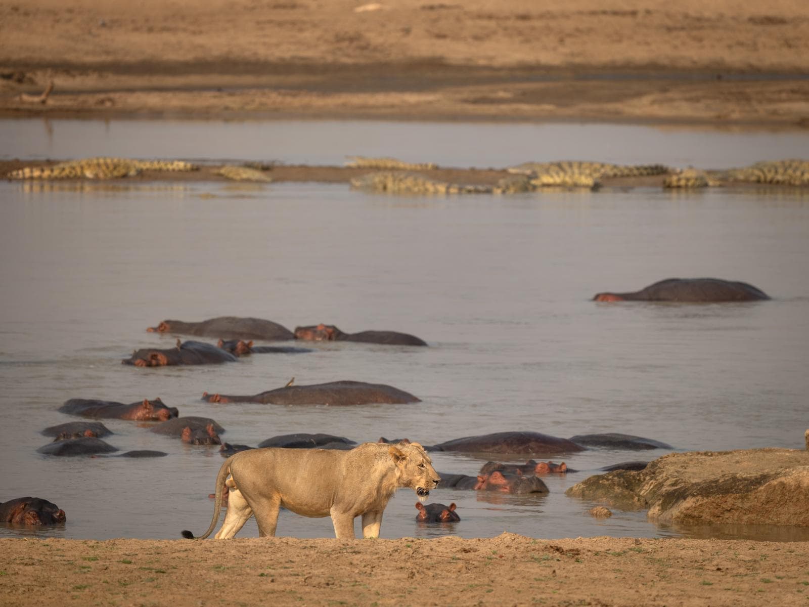 South Luangwa — 36