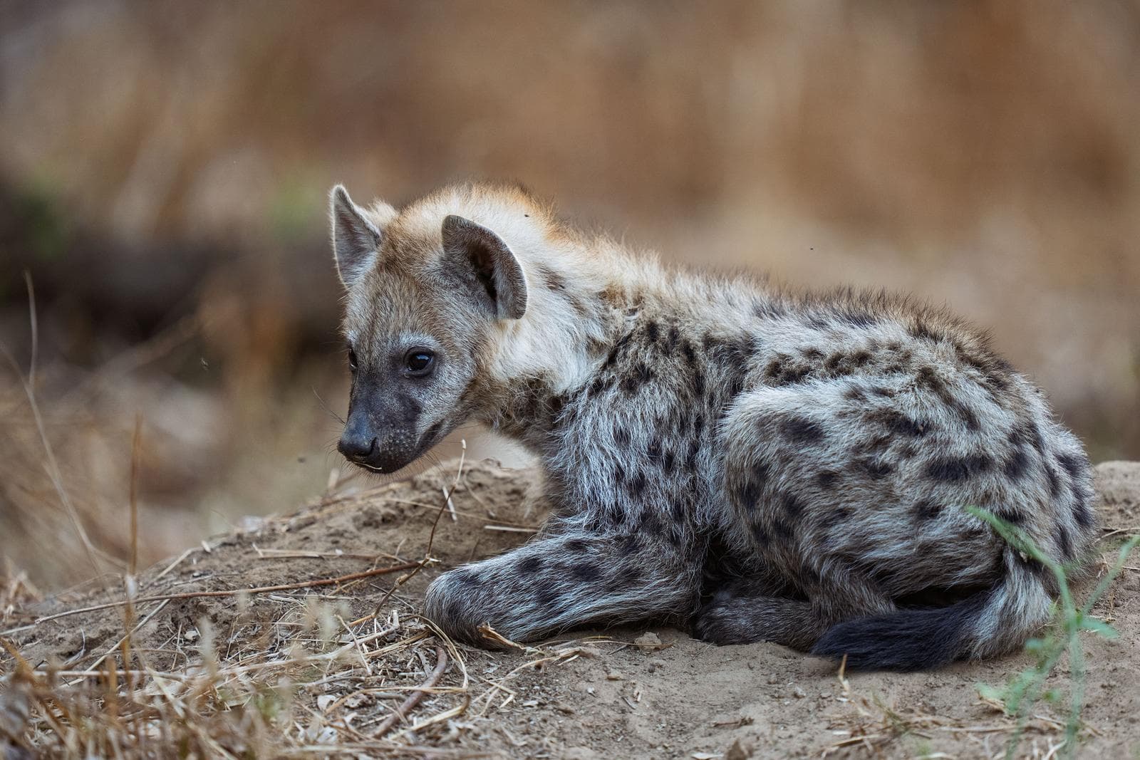 South Luangwa — 1