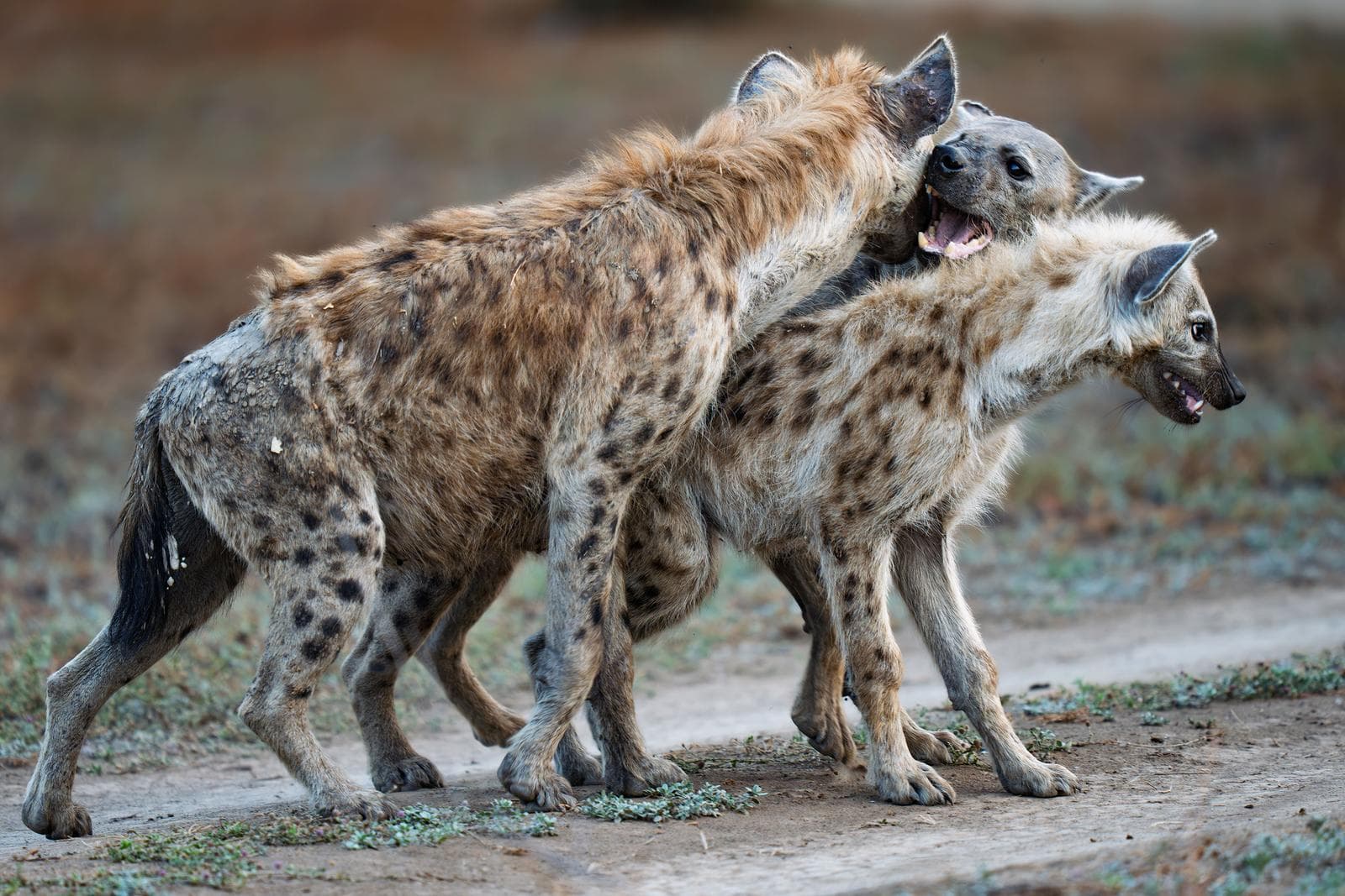 South Luangwa — 39