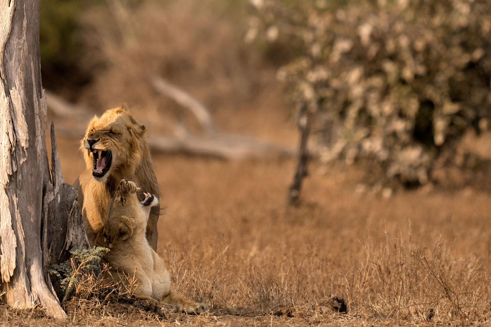 South Luangwa — 41