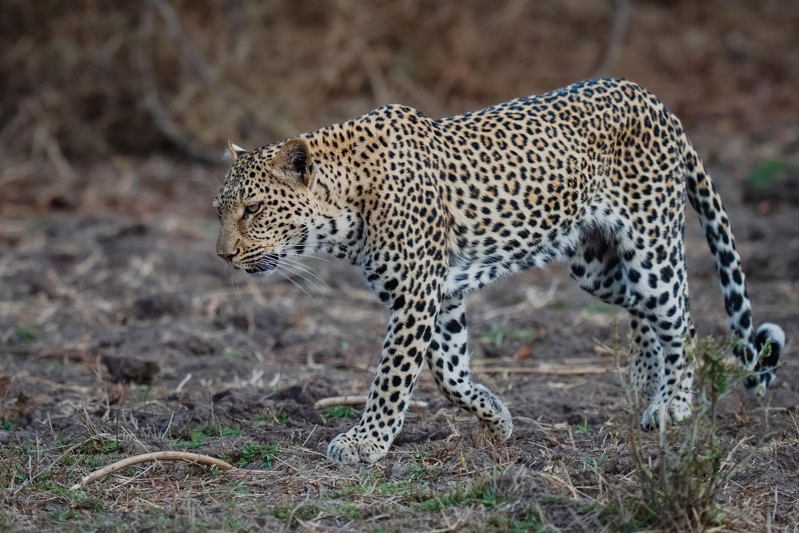 South Luangwa — 44