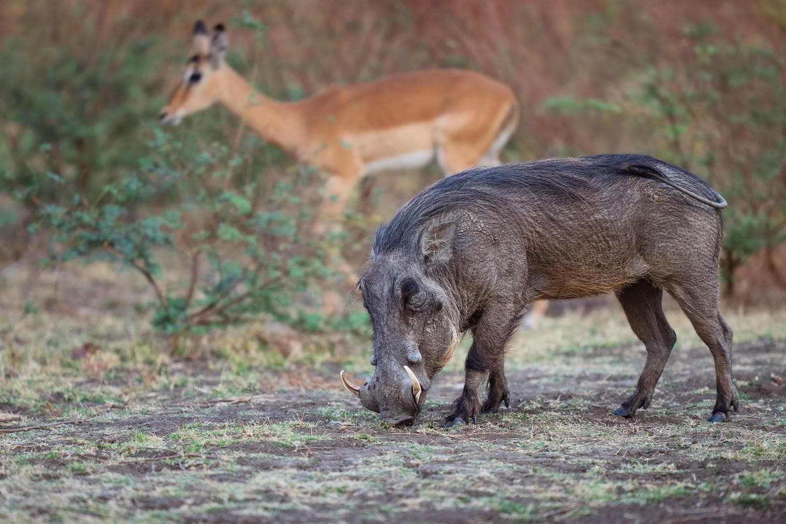 South Luangwa — 50