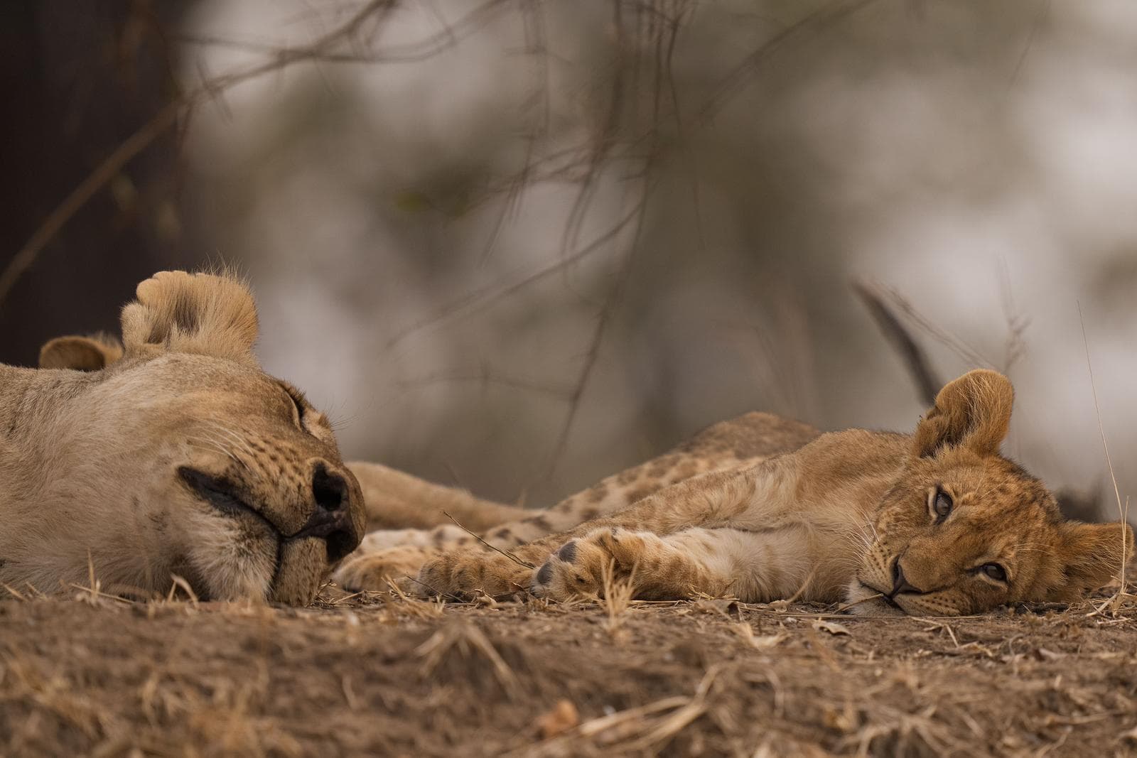 South Luangwa — 7