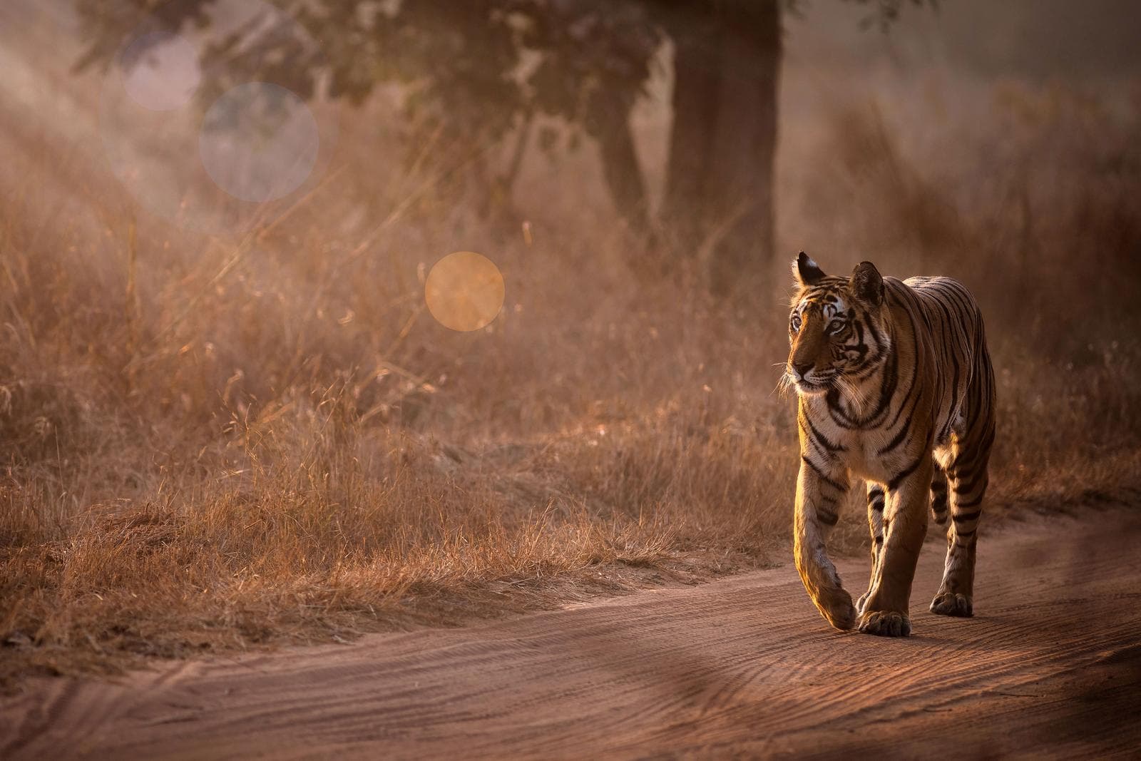 Tigerens rige – Bandhavgarh