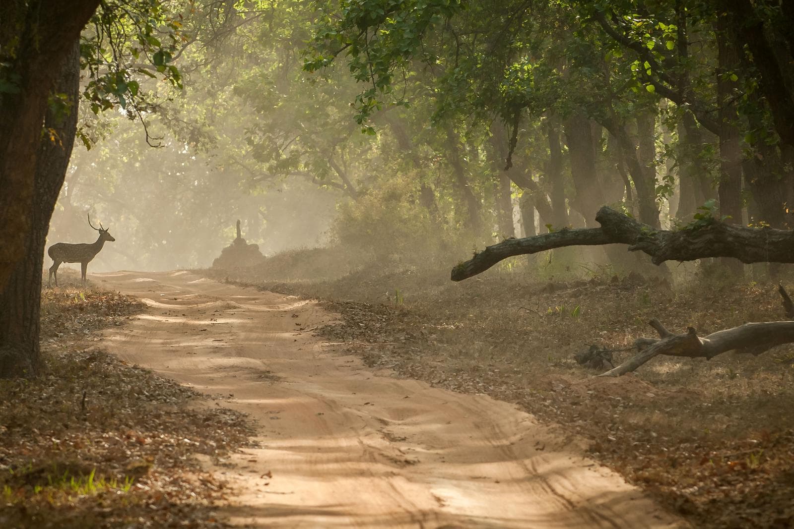 Tigerens rige – Bandhavgarh