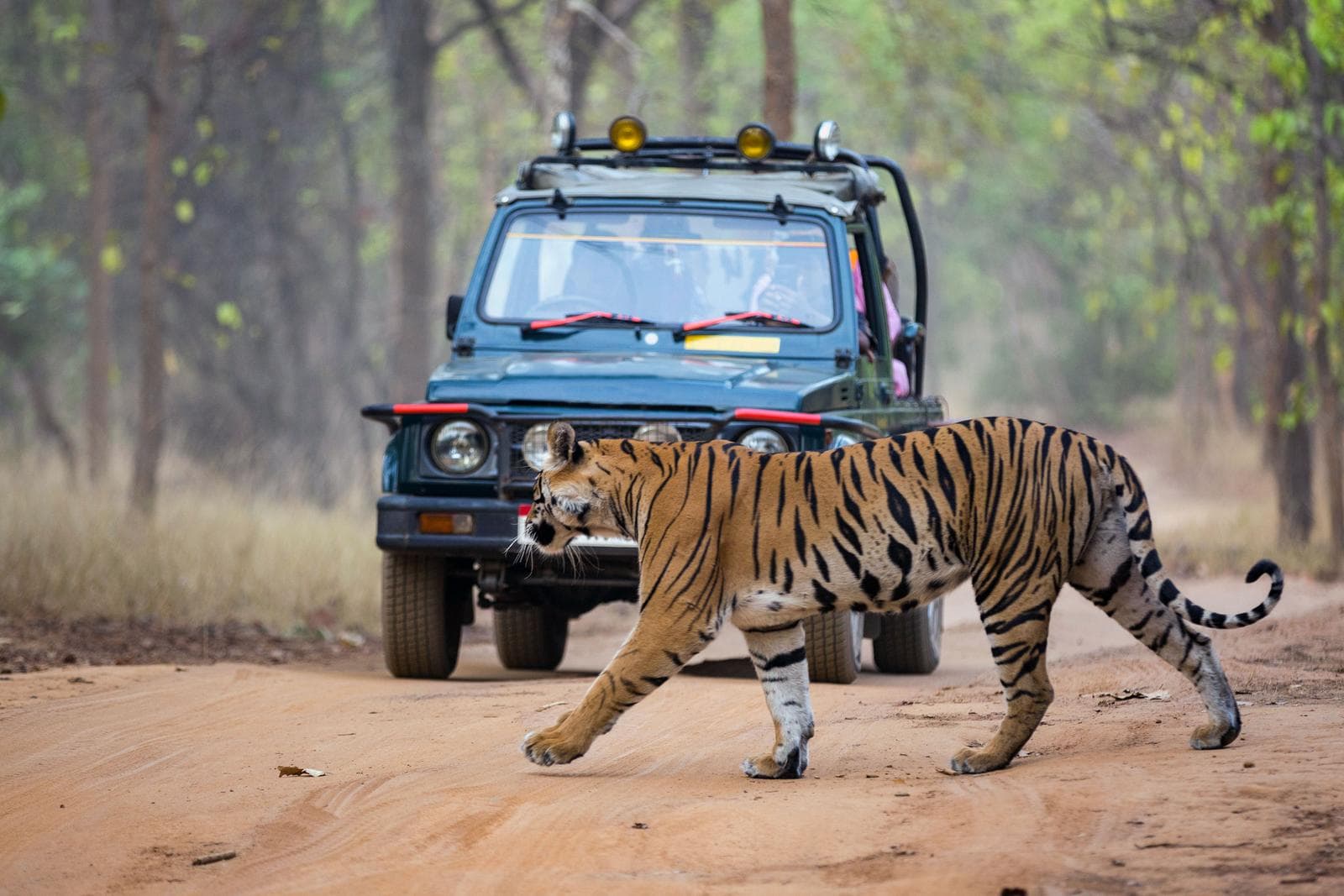 Tigerens rige – Bandhavgarh