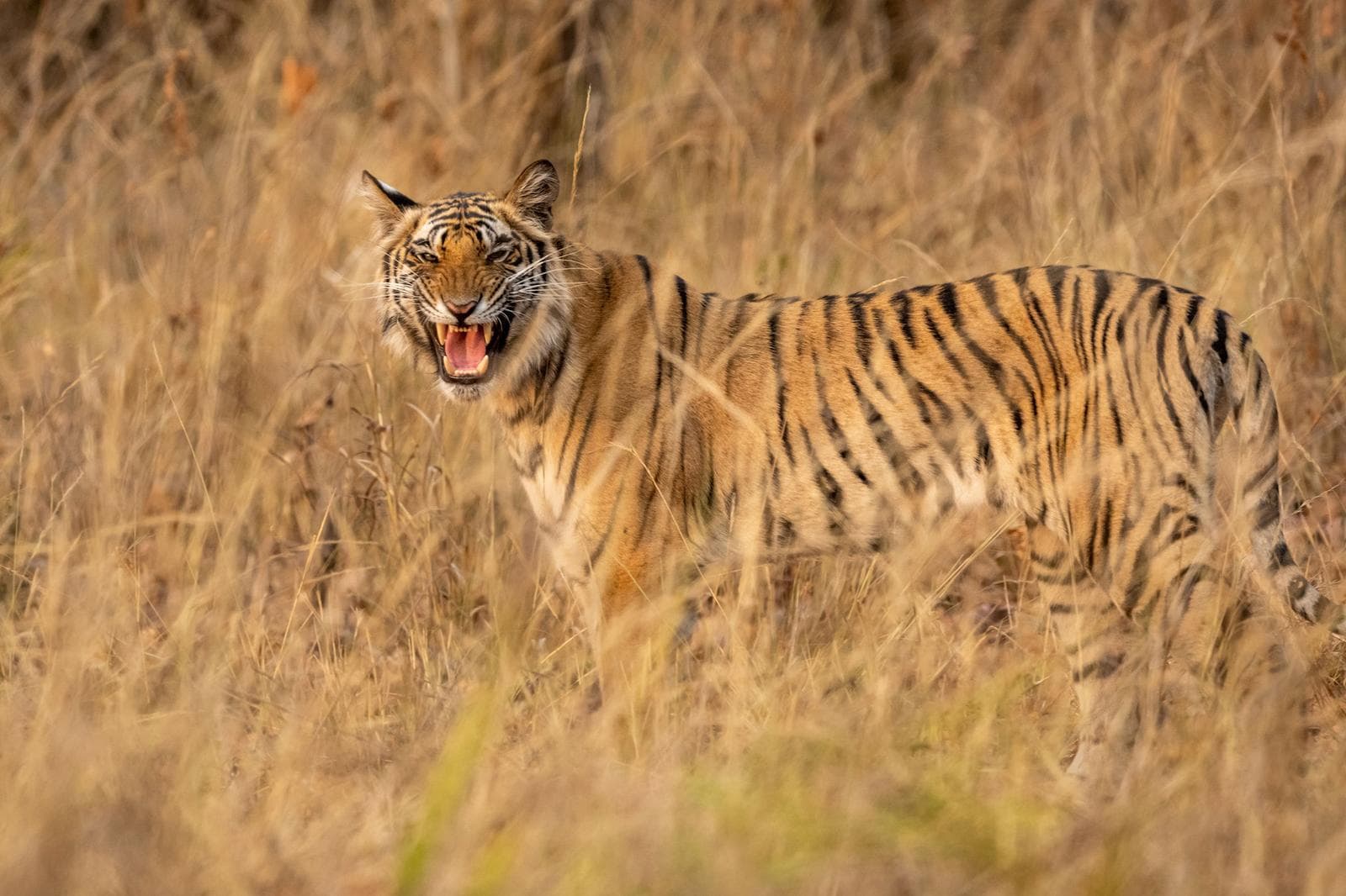 Tigerens rige – Bandhavgarh
