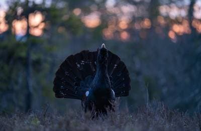 Urhane og havørn — 1