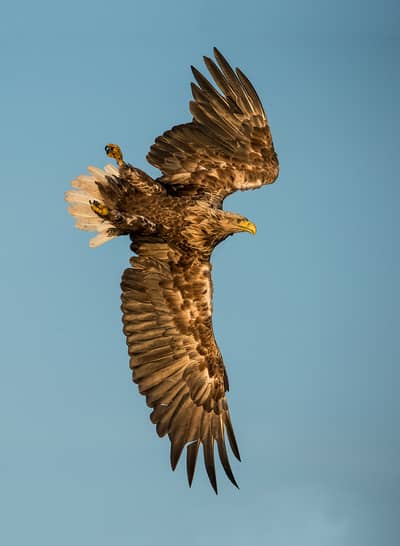 Urhane og havørn — 26