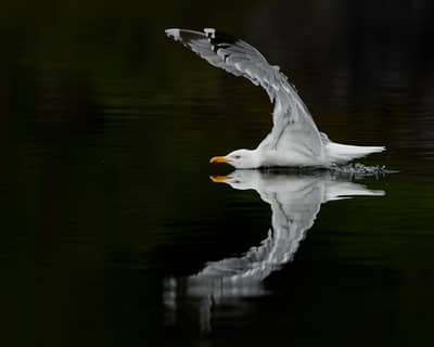 Urhane og havørn — 33