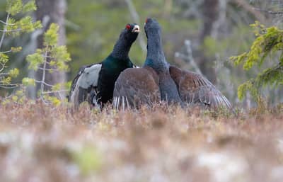 Urhane og havørn — 6