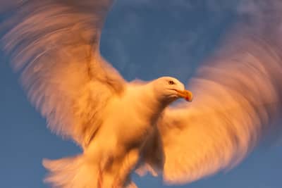 Urhane og havørn — 24