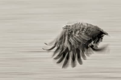 Urhane og havørn — 25