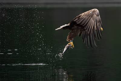 Urhane og havørn — 15