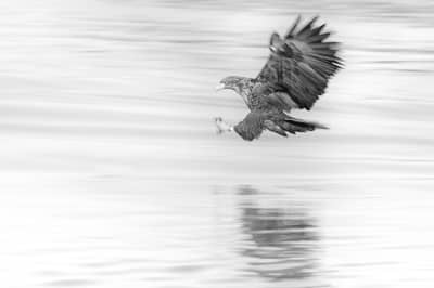 Urhane og havørn — 30